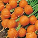 Carrot Plants  5