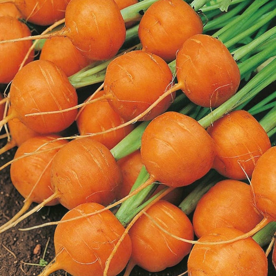 Carrot Plants  5