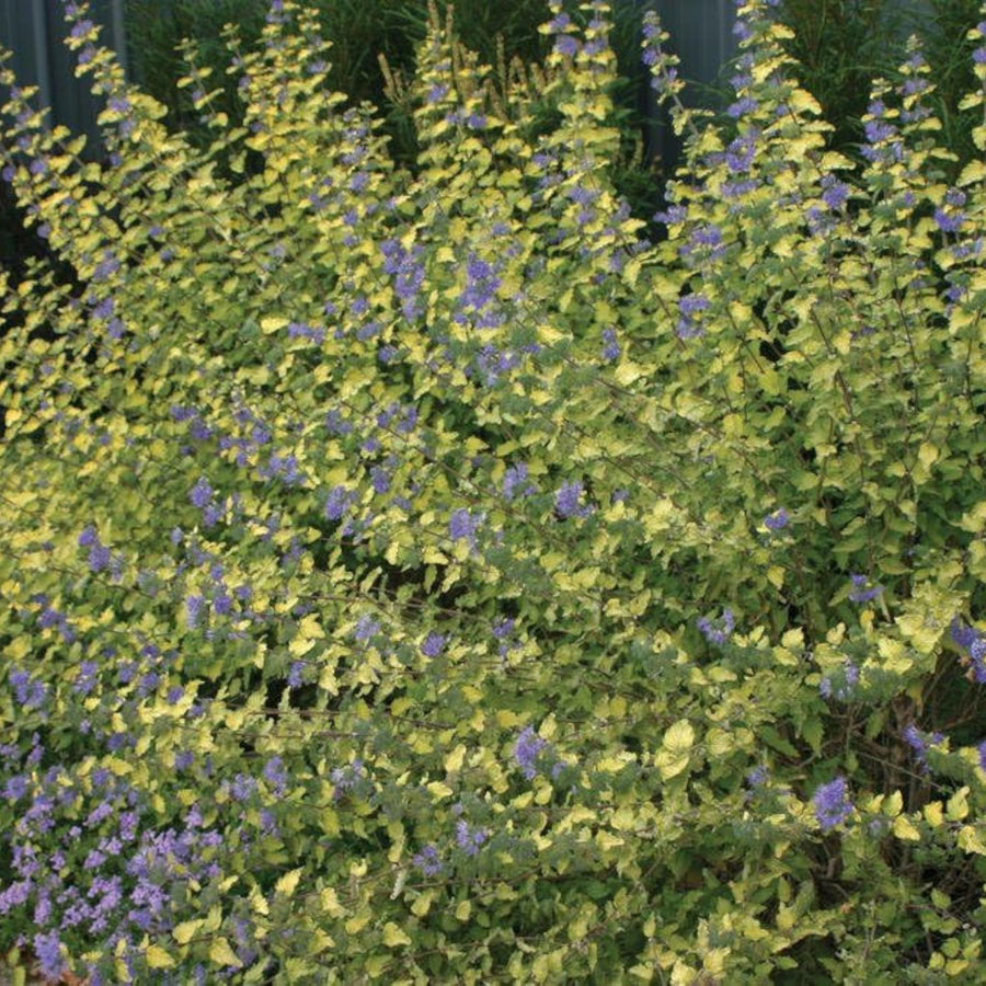 Caryopteris x Clandonensis - Worcester Gold  4