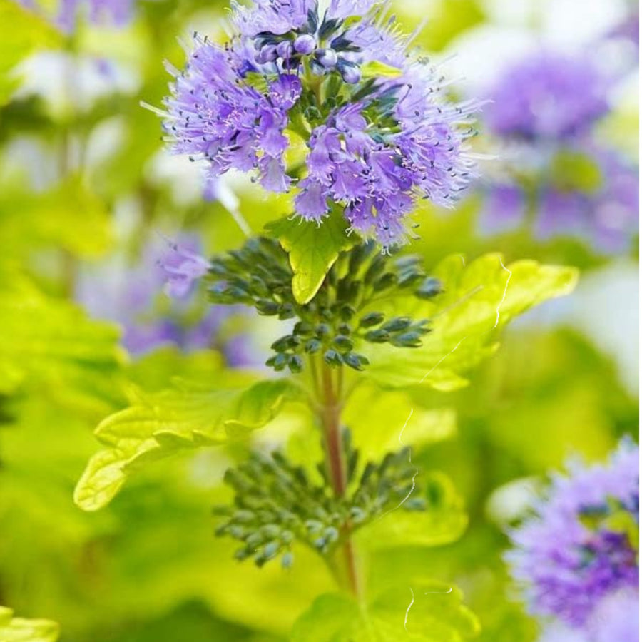 Caryopteris x Clandonensis - Worcester Gold  2