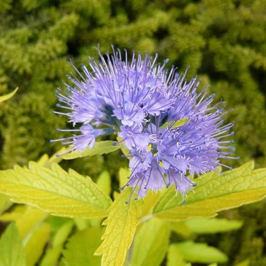 Caryopteris x Clandonensis - Worcester Gold  3
