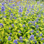 Caryopteris x Clandonensis - Worcester Gold  1