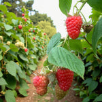 Raspberry Cascade Delight  3