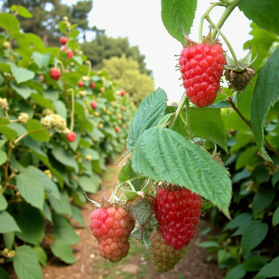 Raspberry Cascade Delight  3