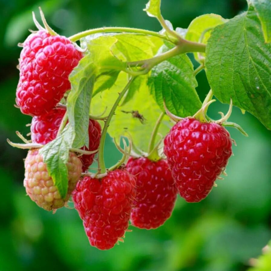 Raspberry Plants  6