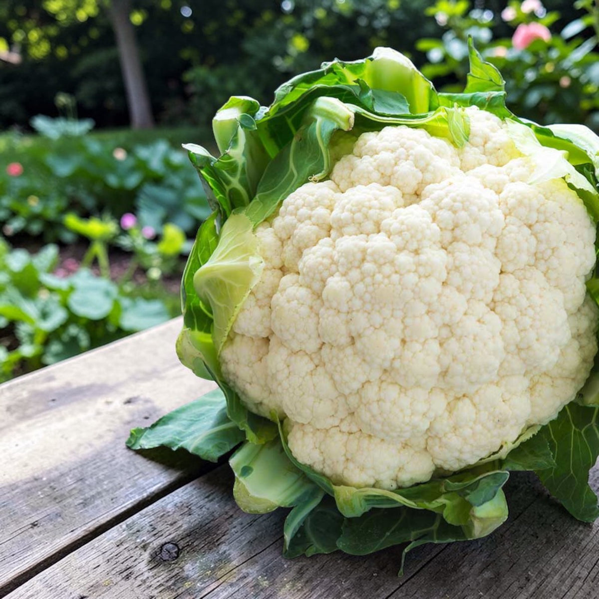 Cauliflower All Year Round | Reliable Crop
