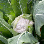 Cauliflower All Year Round  3