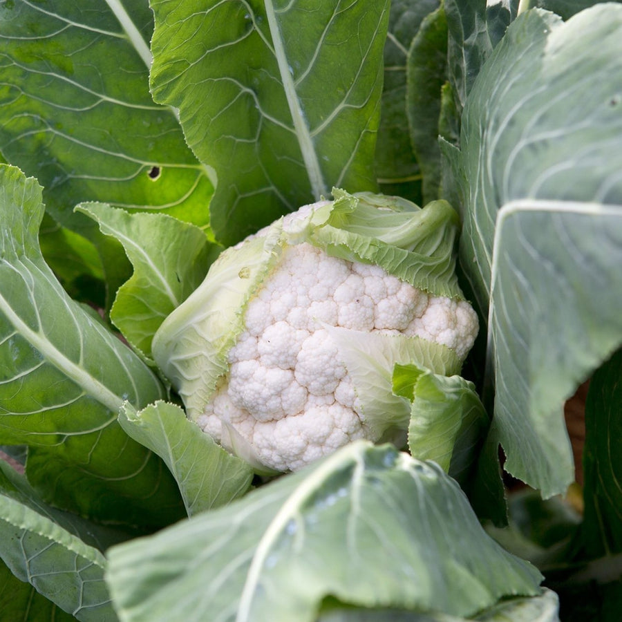 Cauliflower All Year Round  3