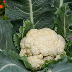 Cauliflower All Year Round  4