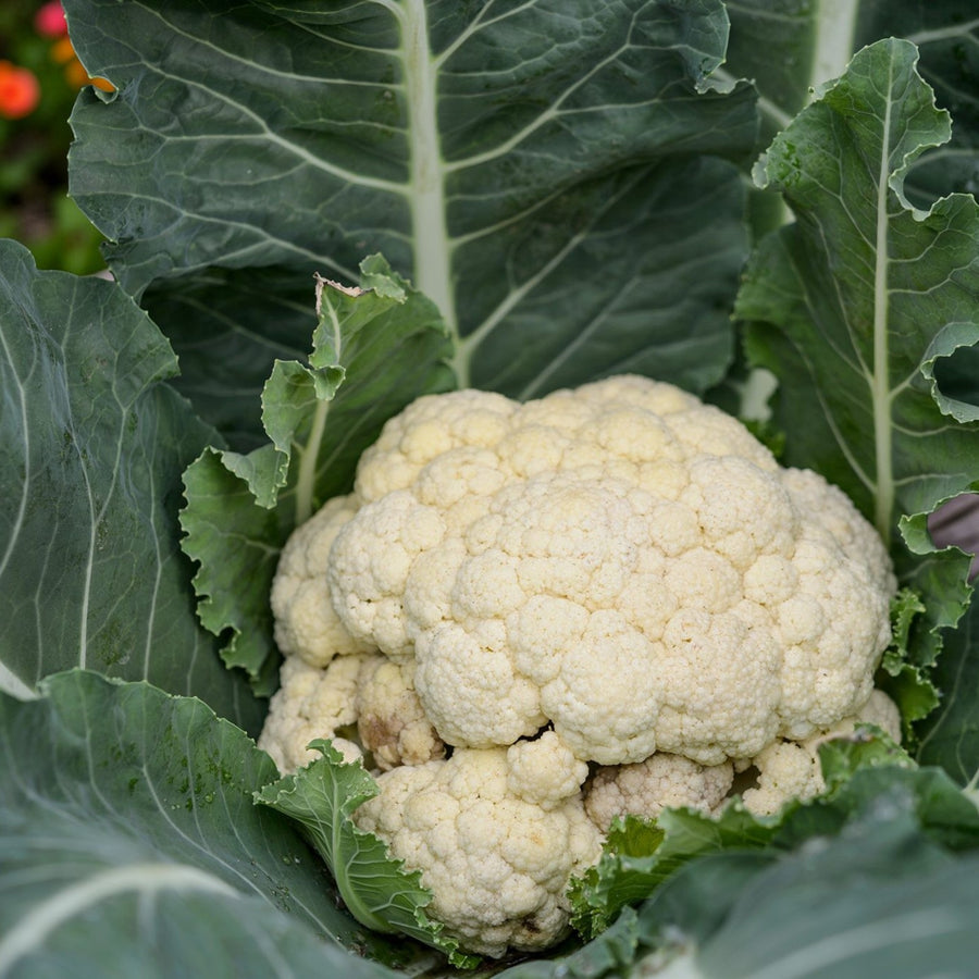 Cauliflower All Year Round  4
