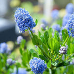 Ceanothus - Blue Diamond  2