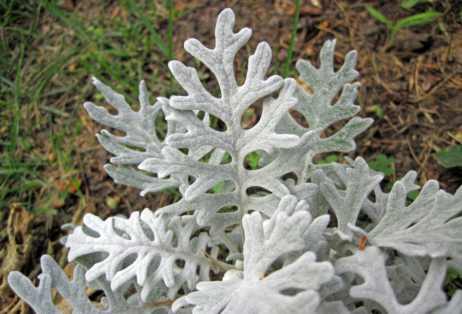 Cineraria 'Silver Dust' Plants 12 Pack Cineraria 'Silver Dust' Plants 12 Pack image3 3