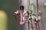 Ceropegia Lineraris Woodii  2