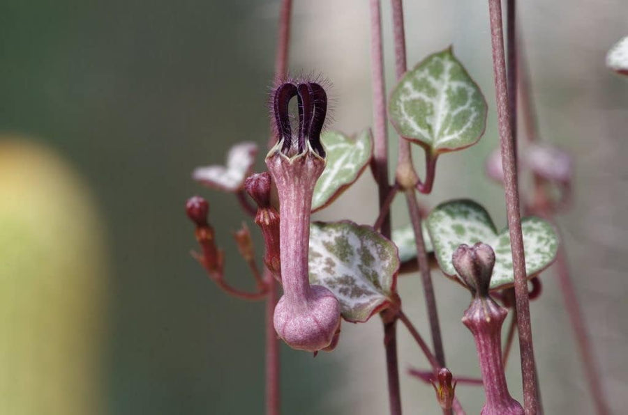 Ceropegia Lineraris Woodii  2