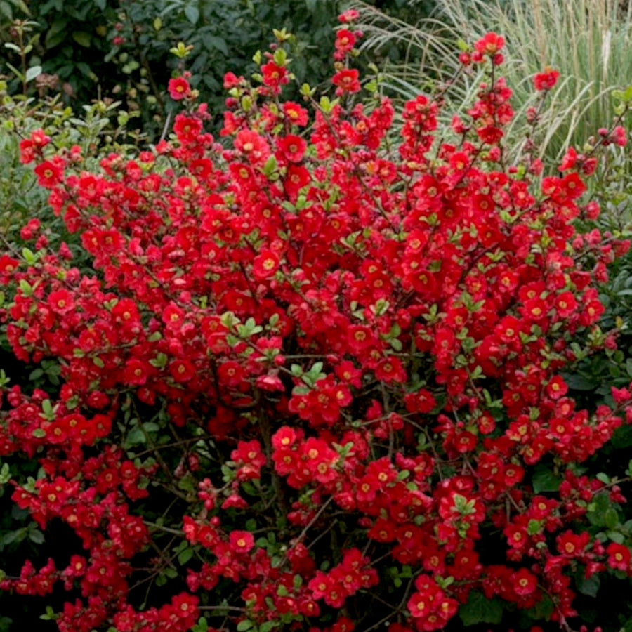 Chaenomeles Plant Mix - Flowering Quince Shrub  5