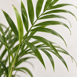 Chamaedorea Elegans 'Parlour Palm'  2