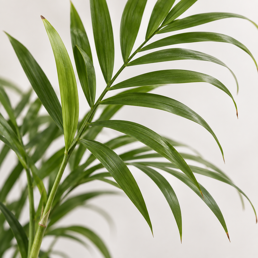 Chamaedorea Elegans 'Parlour Palm'  2