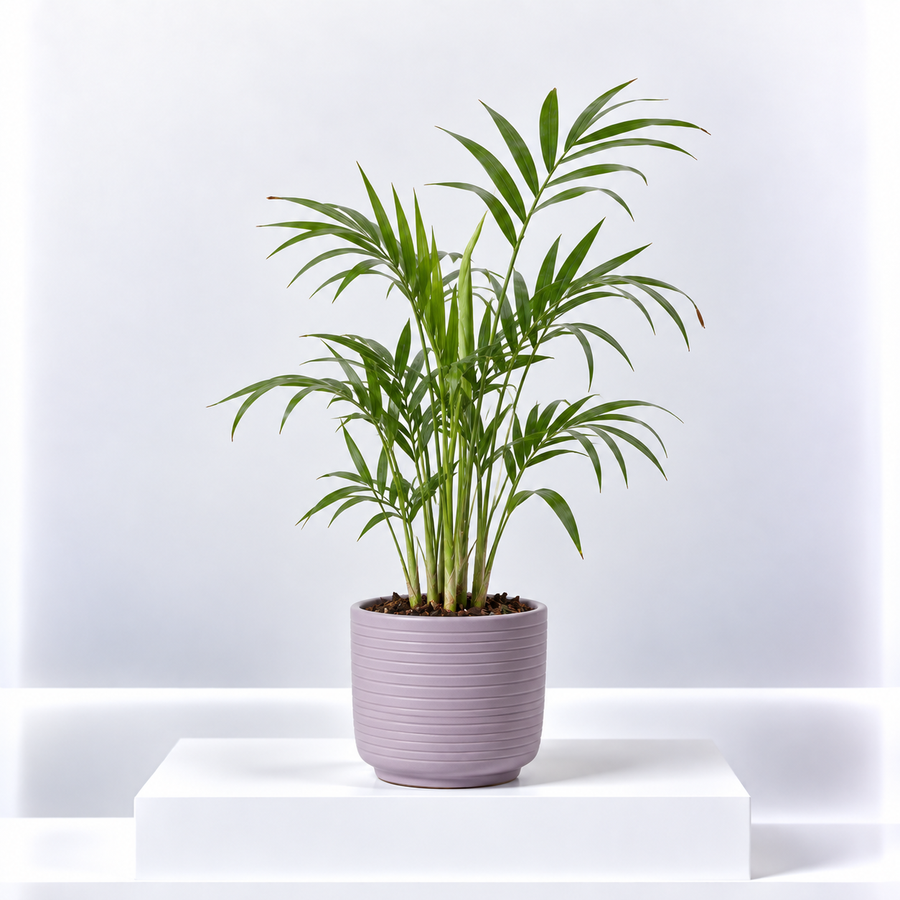 Chamaedorea Elegans 'Parlour Palm'  1