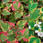 Chameleon Plants - Houttuynia Cordata  3