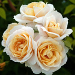 Champagne Moments Bare Root Rose  2