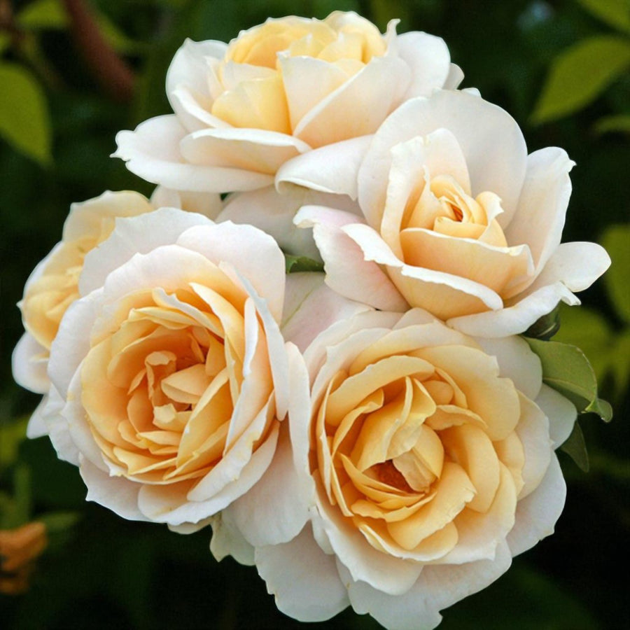 Champagne Moments Bare Root Rose  2