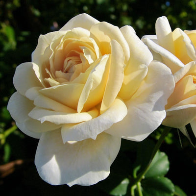 Champagne Moments Bare Root Rose