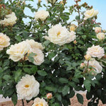 Champagne Moments Bare Root Rose  3