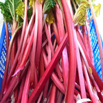 Champagne Rhubarb Bare Root Crown  3