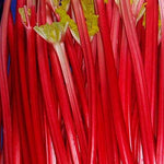 Champagne Rhubarb Bare Root Crown  4