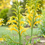 Chasmanthe Floribunda Duckittii  2