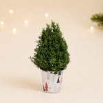 Rosemary Mini Christmas Tree  1