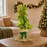 Pothos on Moss Pole Gift Wrapped  2