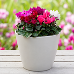 Cyclamen Persicum Tricolour  2