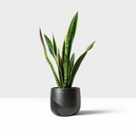 Student Friendly Houseplant Bundle - Aloe Vera, Snake Plant & Crassula Ovata (Jade Plant)  2