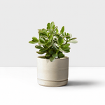 Student Friendly Houseplant Bundle - Aloe Vera, Snake Plant & Crassula Ovata (Jade Plant)  3