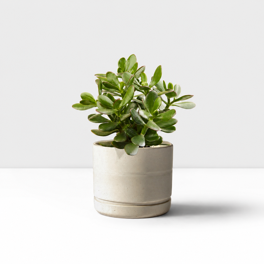 Student Friendly Houseplant Bundle - Aloe Vera, Snake Plant & Crassula Ovata (Jade Plant)  3