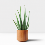 Student Friendly Houseplant Bundle - Aloe Vera, Snake Plant & Crassula Ovata (Jade Plant)  4