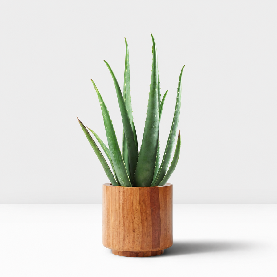Student Friendly Houseplant Bundle - Aloe Vera, Snake Plant & Crassula Ovata (Jade Plant)  4
