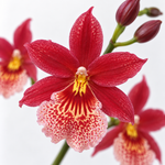 Red Orchid Cambria Nelly Isler  2