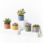 Mix Succulent Plants  2