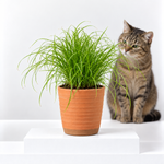 Cat Grass Cyperus Zumula  1