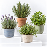 Hard To Kill Herb Collection -  Rosemary, Lavender, Oregano and Mint  1