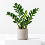 Zamioculcas Zamiifolia 'ZZ' Houseplant  1