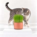 Cat Grass Hordeum Vulgare  1