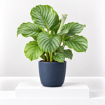 Calathea Orbifolia Prayer Plant  1