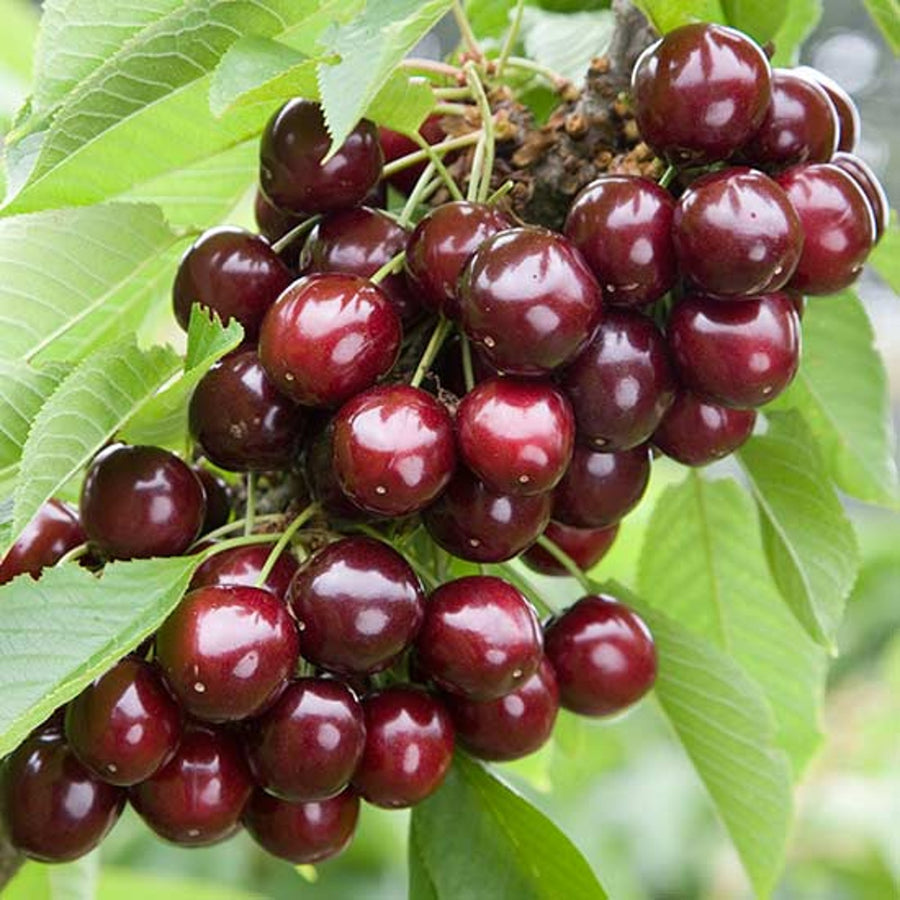 Cherry Tree - Sylvia Cherry Tree - 'Sylvia' image1 1