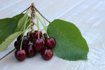 Cherry Tree - Prunus Avium Regina  1