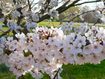 Cherry Tree - Prunus Avium Regina  2