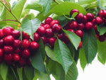 Large Cherry Tree  3