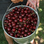Cherry Tree - Prunus Avium Stella  4